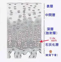 関節の構造と機能 肩関節の骨学 | 臨床家の学校 集-tsudoi-